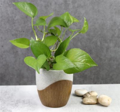  resin plant pot